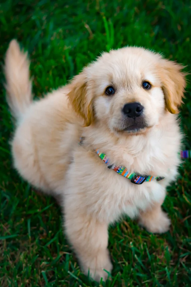 a little puppy